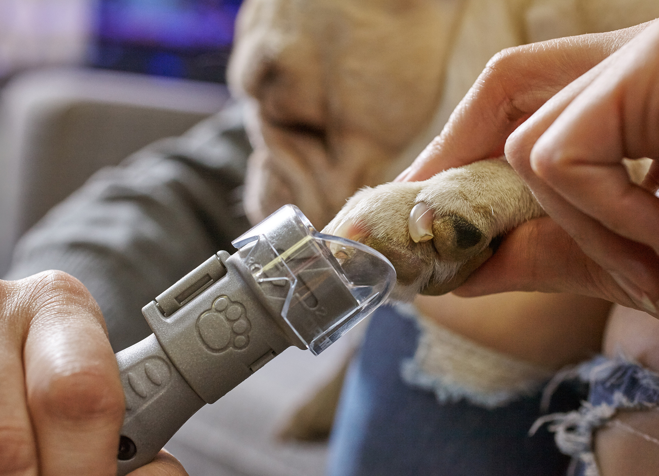 segment: The Dremel Pet Nail Grooming - Bosch Media Service